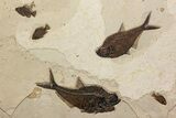 Green River Fossil Fish Mural with Giant Diplomystus #342451-1
